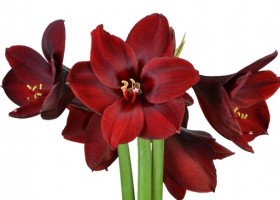 hippeastrum Red Pearl ® (1)